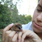 Monito del Monte: Uno de los marsupiales más pequeños del mundo está en Oncol