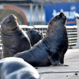 Lobo marino usó el capó de un colectivo para descansar en Valdivia
